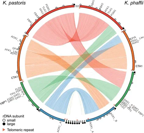 Comparative Genomics